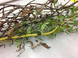 Image result for venturia saliciperda willow tree