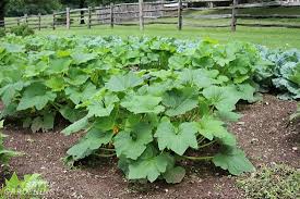 Maybe you would like to learn more about one of these? Zucchini Growing Problems 10 Common Issues And How To Overcome Them