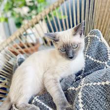 We are less than 20 minutes away from sacramento, roseville, folsom, rocklin, auburn, and orangevale. Siamese Kittens For Sale Siamese Cat For Sale Siamese Kitty