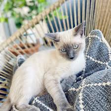 Found 25 himalayan pets and animals ads from ohio, us. Siamese Kittens For Sale Siamese Cat For Sale Siamese Kitty