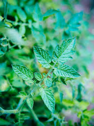 Can You Eat Tomato Leaves? The Answer Will Surprise You – Garden Betty