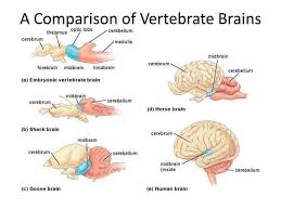 Half a second of processing is out of the question for a horse in the wild: Seahorse Brain Size Novocom Top