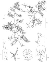 Image result for Asparagus botswanicus