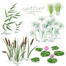 Image Result For Drawing Water Plants Plant Drawing Water Lily Drawing Lilies Drawing