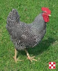 The plymouth rock chicken breed is an averagely sized breed, with roosters weighing in at up to 7.5 pounds and hens weighing up to 6.5 pounds. Plymouth Barred Rock Rooster