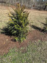 How To Plant And Grow Arborvitae