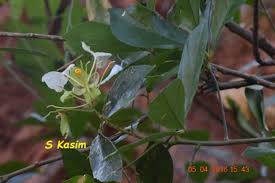 Image result for Cadaba glaberrima