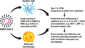 Learn about our investigational vaccine candidate, novavax #vaccine technology. Frontiers Progress And Pitfalls In The Quest For Effective Sars Cov 2 Covid 19 Vaccines Immunology