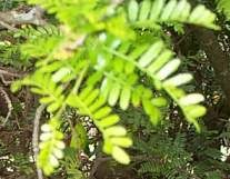 Image result for Schotia afra