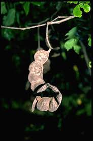 Image result for Cathormion