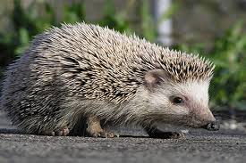 Hedgehogs of the world Archives - Page 2 of 2 - Spike's
