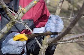 Pruning fruit trees i had a weak crotch split my pear tree. Pruning Fruit Trees For Fruit Harvest To Table