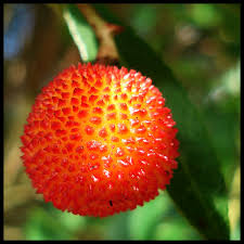 Maybe you would like to learn more about one of these? Orange Spiky Ball On Tree Novocom Top