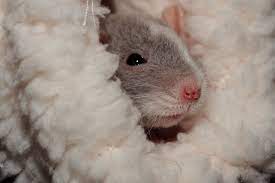 Also, do rats nest in sheds? Is It Normal For A Pet Rat To Shed Petsial