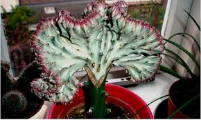 Los cactus son un tipo de plantas que disponen de órganos especiales para almacenar agua de ¿en qué se diferencia un cactus de una crasa u otra suculenta? Guia De Cactus De Coral Como Plantar Y Cuidar La Euphorbia Lactea