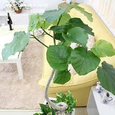 ハート形の大きな葉が楽しめるウンベラータを飾る 観葉植物 フィカス フィカス ウンベラータ