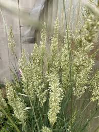 Image result for Koeleria