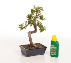 Fresh flower guarantee · truly original gifts · 24/7 customer service How To Use Fertilizer To Grow Your Bonsai Tree Bonsai Tree Gardener