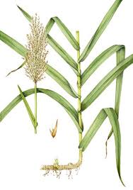 Image result for Arundo donax