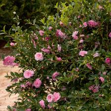 We did not find results for: October Magic Pink Perplexion Camellia Plantaddicts Com