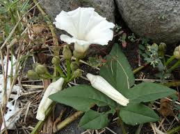 Image result for Merremia pterygocaulos