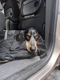 Image result for lucernský honič