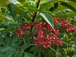 Image result for Leea