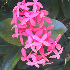 Image result for Ixora coccinea
