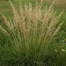 Image result for Agrostis kilimandscharica