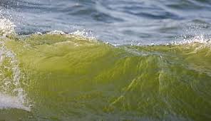 By the weekend, thousands of the foamy yellow balls were seen along. Page 30 Royalty Free Foam Of The Waves Photos Pikist
