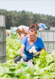 Ernte Tour Mairubchen Mairubchen Ruben Ernte
