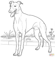 Download and print these super dog pictures coloring pages for free. Italian Greyhound Dog Coloring Page Dog Line Art Horse Coloring Pages
