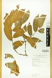 Image result for Crudia