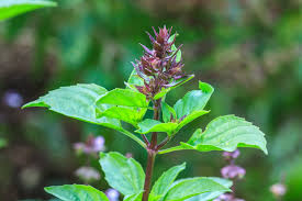 Image result for Ocimum lamiifolium