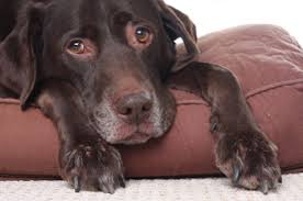 Andy the vet also gives you. Feeding Dogs With Pancreatitis