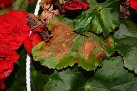Impatiens Necrotic Spotted Wilt Virus Insv Plant Pest Diagnostics