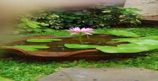 Bunga ini selalu memiliki kelopak dalam jumlah genap dengan warna yang. Percantik Taman Dan Kolam Dengan Teratai Rumahku