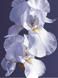 Oil Painting White Iris Linda Alexander Roi Sba Iris Art Floral Oil Paintings Orchids Painting