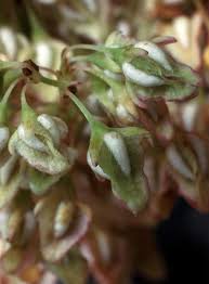 Image result for Rumex lanceolatus