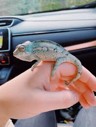 Vsco Caitymiller Chameleon Pet Cute Reptiles Cute Animals
