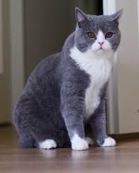 Europapet Adli Kullanicinin Cat Bred List Panosundaki Pin