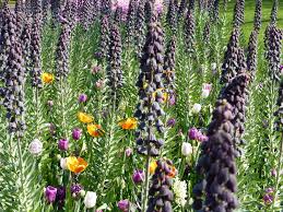 Die Persische Kaiserkrone Fritillaria Persica Adiyaman Ist Ein Muss Fur Jeden Blumenzwiebelliebhaber Krokus Blaustern Hyazinthe