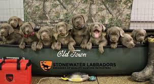 Labrador retriever puppies for sale in oklahomaselect a breed. Stonewater Labradors Home Facebook