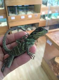 Black Bearded Dragon For Sale Uk Sailfin Dragons For Sale Hydrosaurus Sp Bearded Dragon Care Bearded Dragon Bearded Dragon Diet