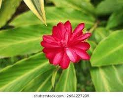 Image result for Costaceae