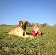 72 teddyzwergkaninchen suchen ein neues zuhause. Dogge In Not Meinedogge De