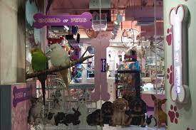 Pet brands provides retailers with pet industry insight, product innovation and quality, brand strength, retail understanding, category captainship. World Of Pets At The Dubai Mall