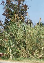 Image result for Arundo donax