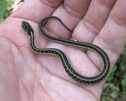 What Do Baby Garter Snakes Eat Quora