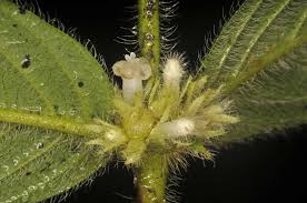 Image result for Lasianthus kilimandscharicus